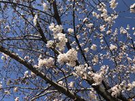 岐阜県郡上市ランタンフェスティバル☺