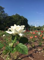 5月後半はフランスへ！