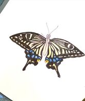 swalowtail butterfly
