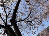 高山の後輩に会いにスタッフとスタッフ家族と行きました